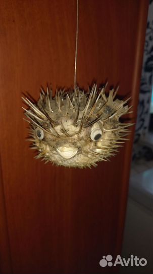 Чучело рыбы Еж