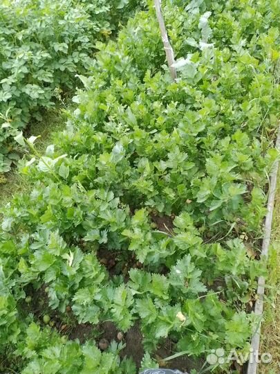 Сельдерей на заготовки