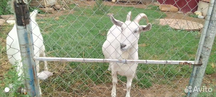 Коза дойная