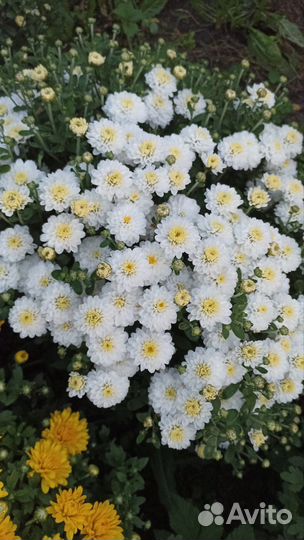 Хризантемы мультифлора