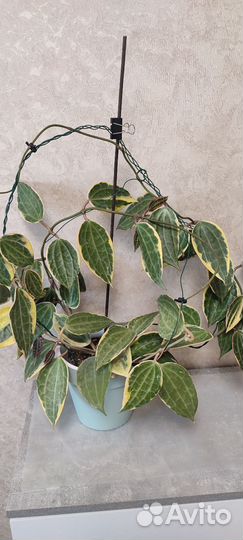 Хойя макрофилла альбомаргината