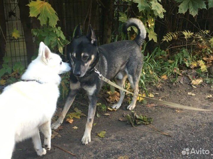 Преданного пса Кузю выкинули