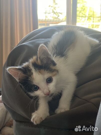 Пристраивается котенок