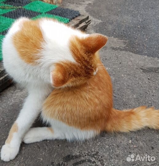 Кот