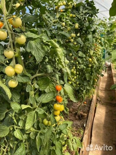 Компост - удобрение