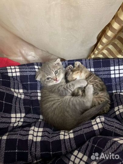 Вислоухие котята