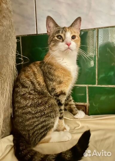 Кошечка Няша