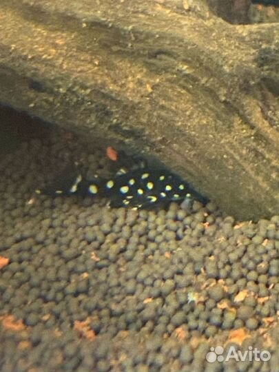 Номерной сом L201