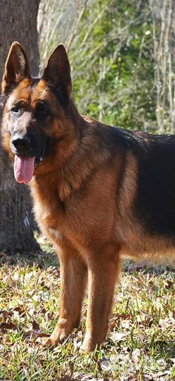 Щенки немецкой овчарки