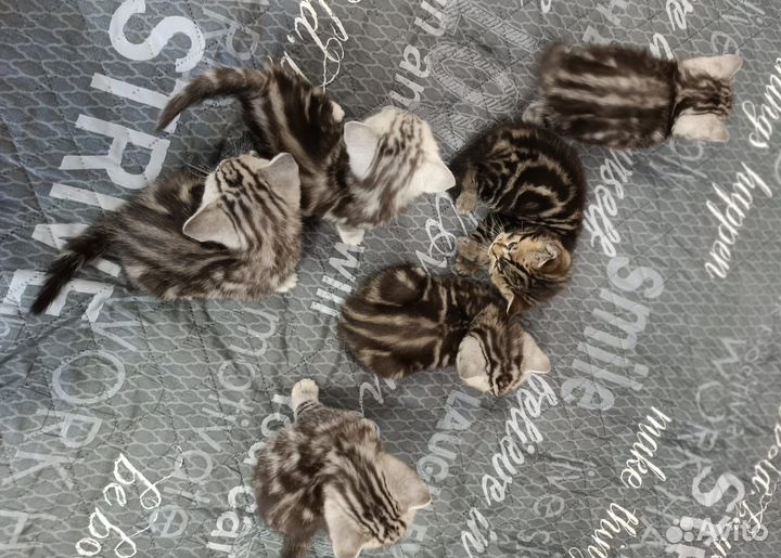 Британская