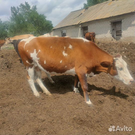 Продажа дойных коров, телки