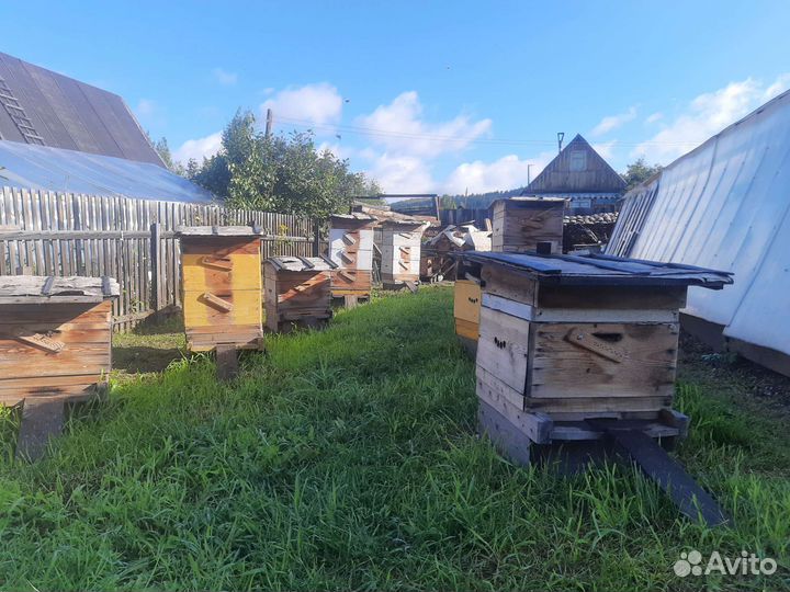 Улей для пчёл