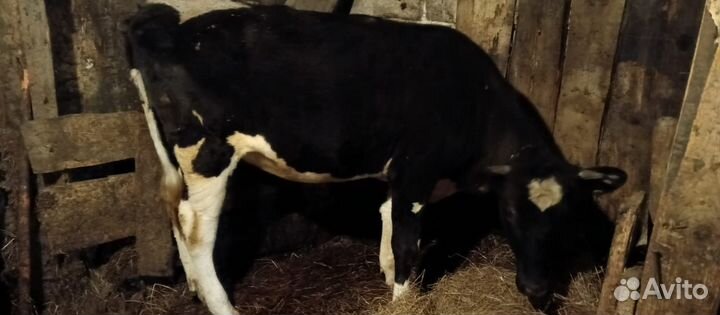 Тëлка Голштинская порода