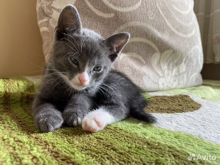 Котята в добрые руки бесплатно