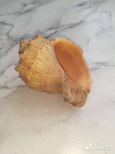 Ракушка натуральная большая и 12 маленьких морских