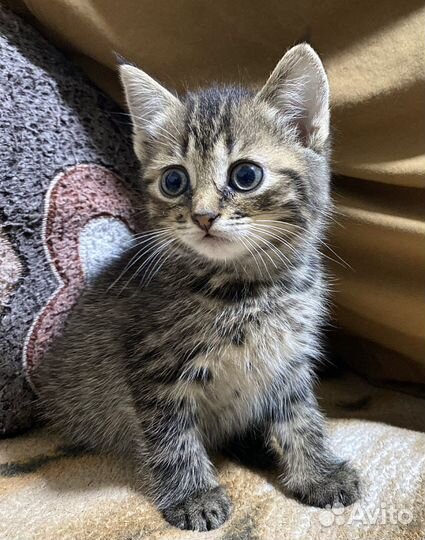 Котенок(кошка) в добрые руки