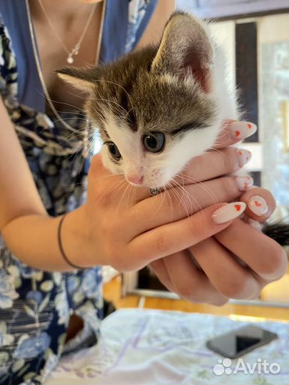Котятки шотланской вислоухой