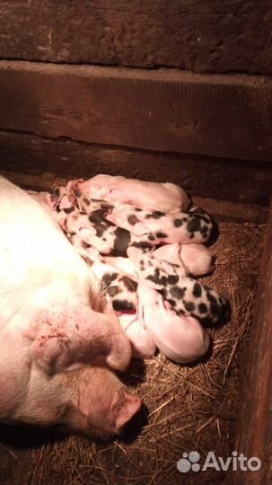Поросята породы дюрок петрен
