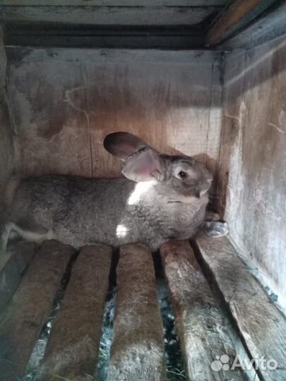 Кролик фландер