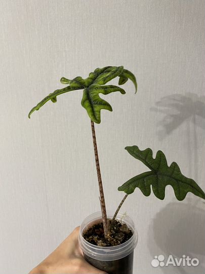 Алоказия жаклин