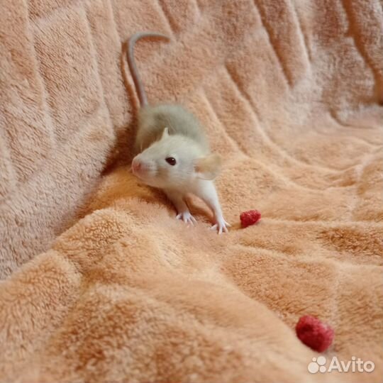 Крысята дамбо