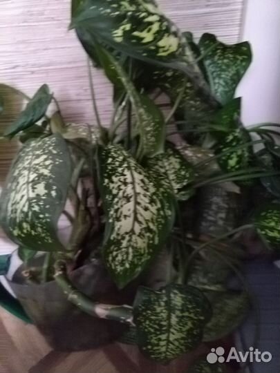 Диффенбахия