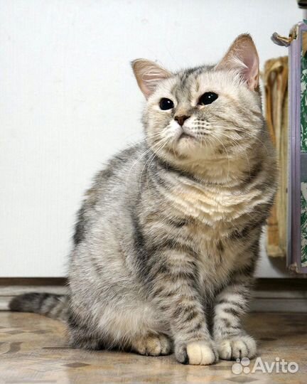 Кошка Викки добрые руки