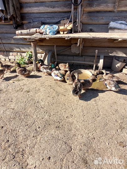 Утки подсадные