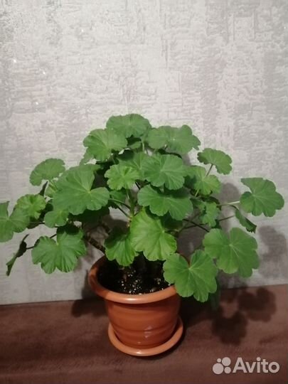 Пелларгония герань