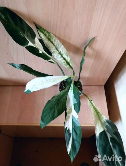 Спатифиллумы