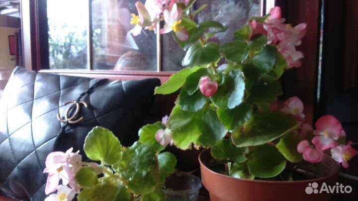 Бегония вечноцветущая-сортовая