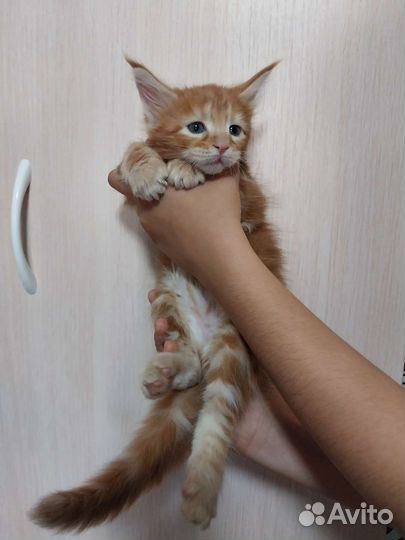 Котята мейн-кун