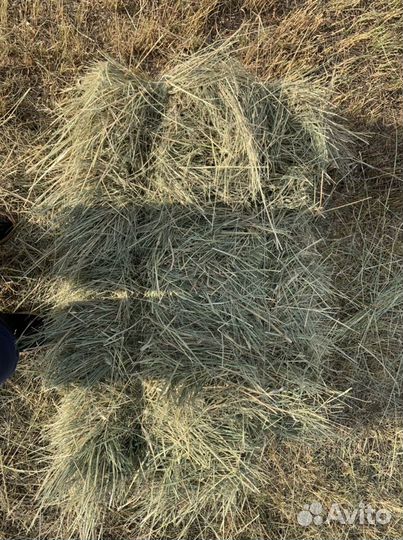 Сено в тюках. Зеленое. Покос 2024