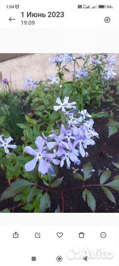 Флоксы, энотера, примула, медуница, гейхера