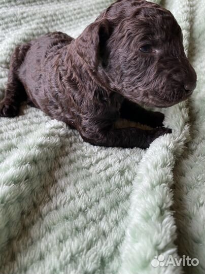 Королевский пудель