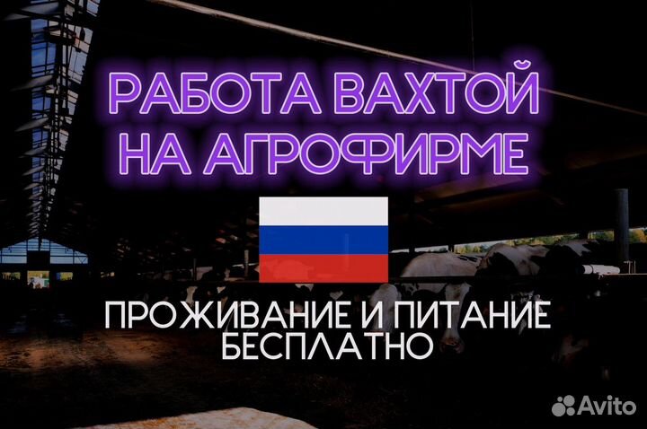 Дояр на агрофирму без опыта