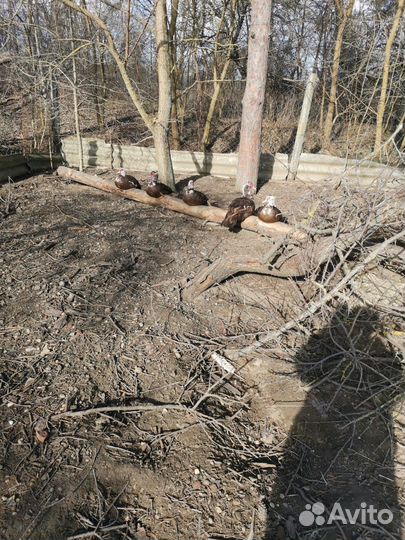 Инкубационное яйцо