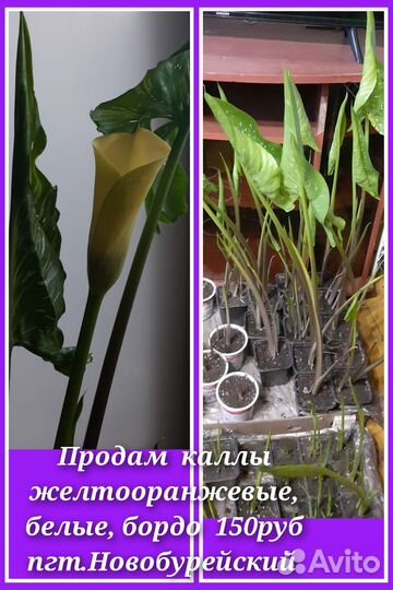 Глоксиния, антуриумы, разные цветы