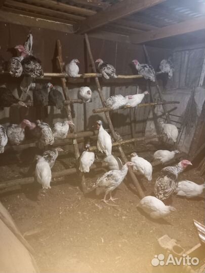 Индюки, цесарки, декоративные куры