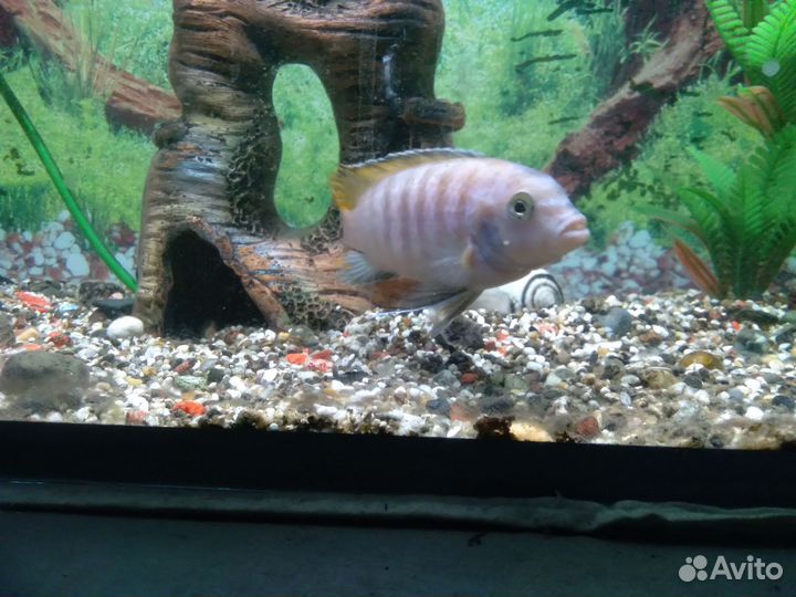 Аквариум 145л.+ 2 рыбки