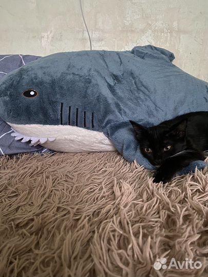 Мягкая игрушка акула 100см