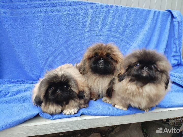 Щенки пекинеса
