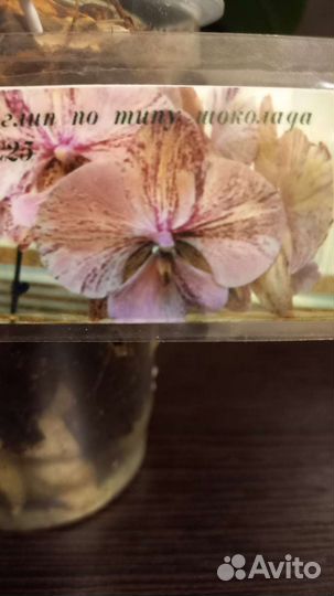 Фаленопсис Биг лип