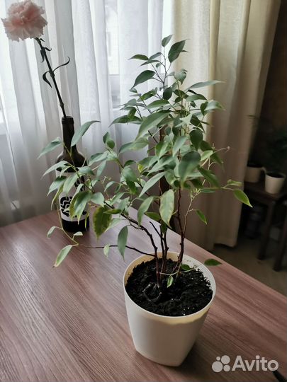 Фикус Бенджамина