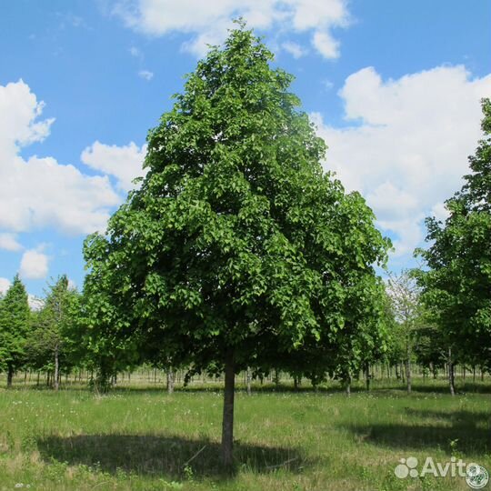 Саженцы липы