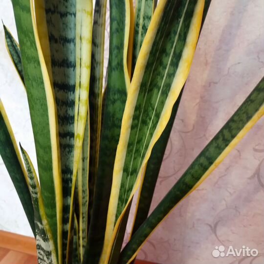 Сансевиерия