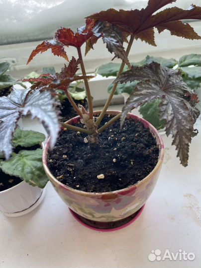 Бегония Грифон