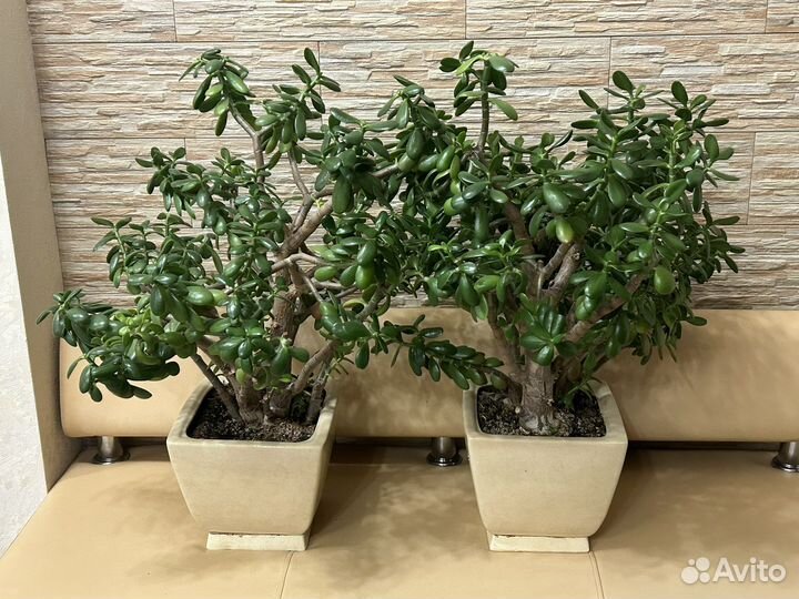 Денежное дерево (Толстянка)