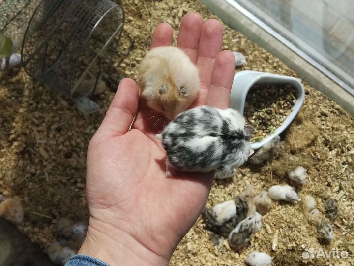 Джунгарский хомяк