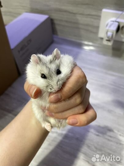 Джунгарский хомяк